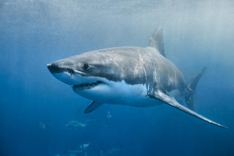 Great White Shark