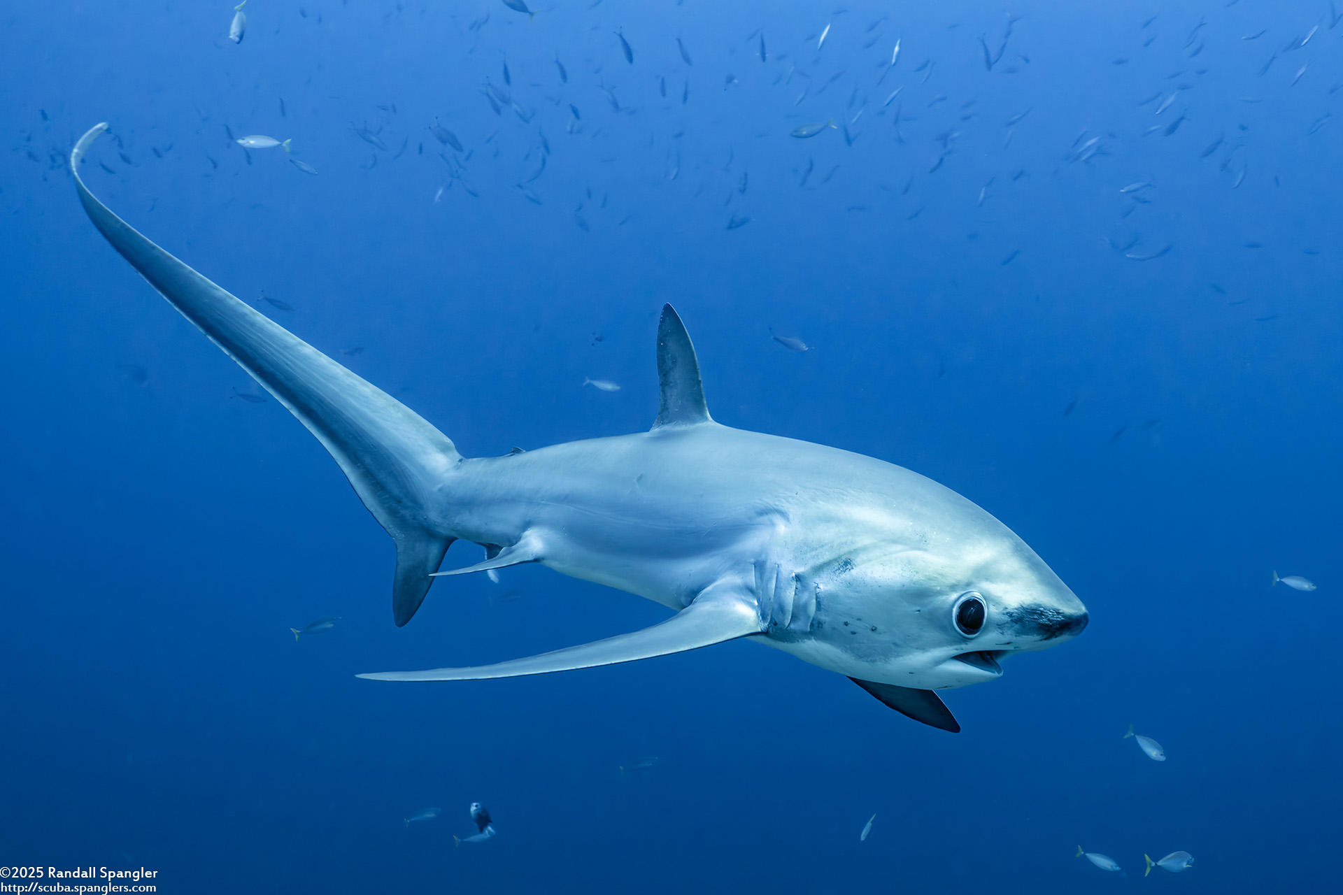 Thresher Shark
